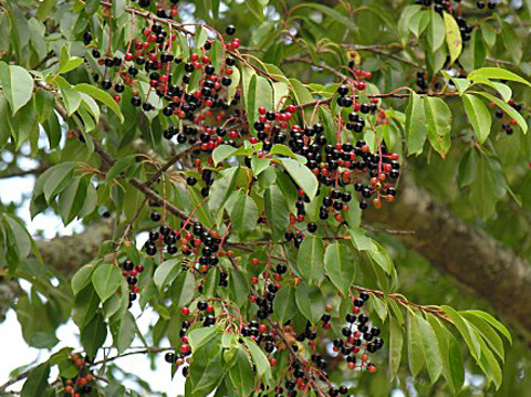 Black Cherry - Prunus serotina | Pots ready spring & fall