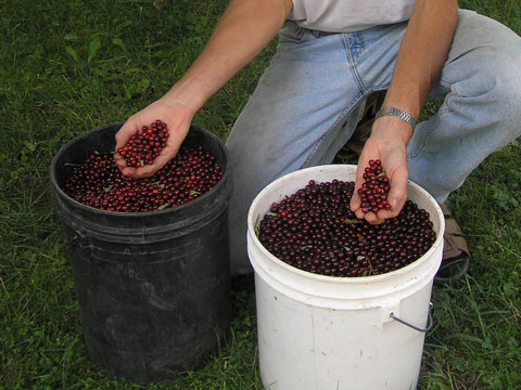 prunus seed