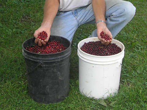 Prunus bulk seed