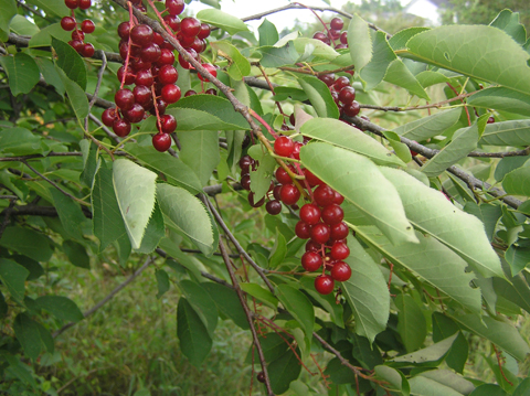 Prunus seed