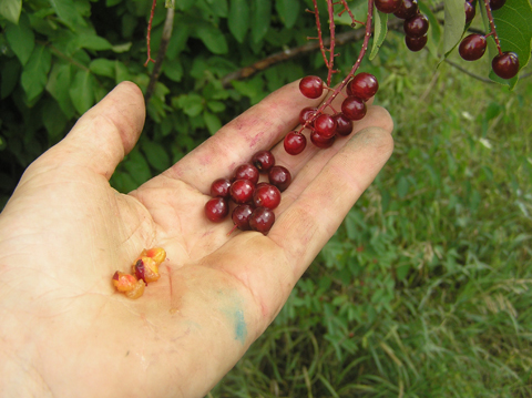 Prunus seed