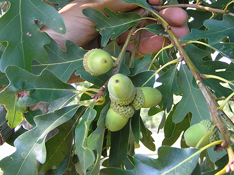 Quercus alba