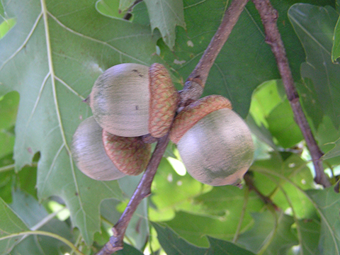 Red oak acorn
