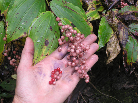 False solomon seal