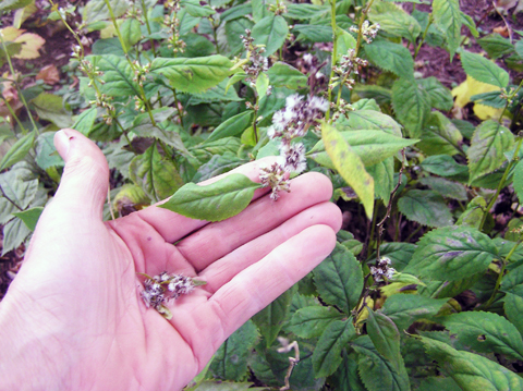 goldenrod seed