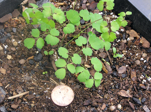 Early meadow Rue