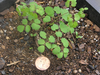 meadowrue sdlg
