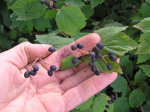 mapleleaf viburnum seed