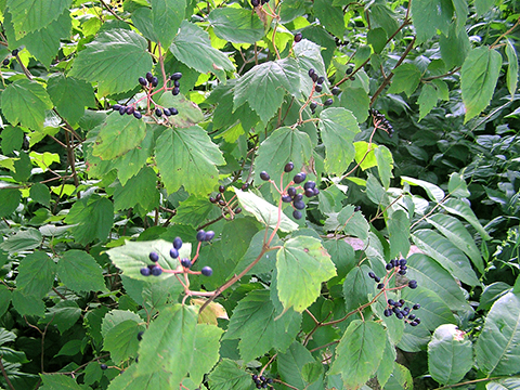 mapleleaf viburnum seed